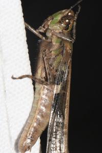 Aiolopus puissanti