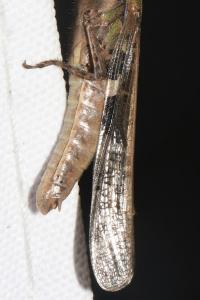 Aiolopus puissanti