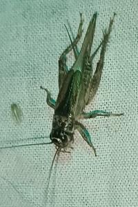 Eumodicogryllus bordigalensis