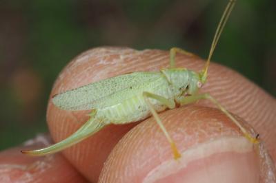 Meconema thalassinum
