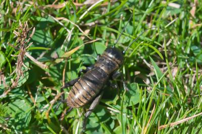 Gryllus campestris