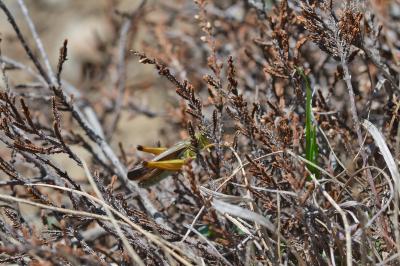 Stauroderus scalaris