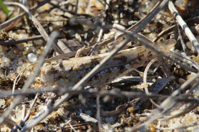 Sphingonotus caerulans