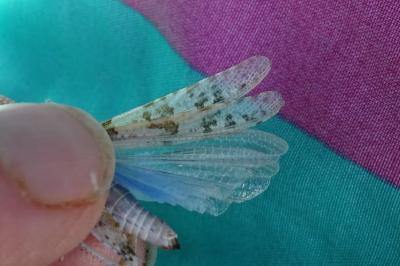 Sphingonotus caerulans