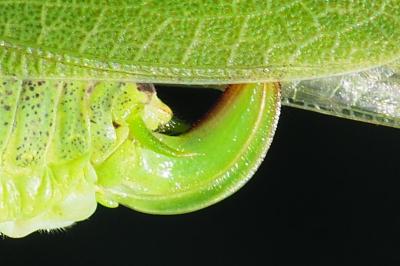 Phaneroptera nana