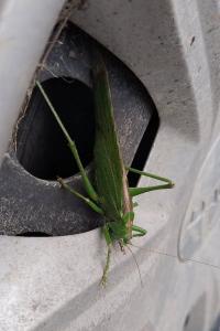 Tettigonia viridissima