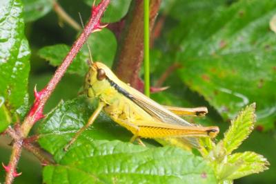 Mecostethus parapleurus