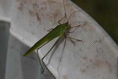 Phaneroptera falcata