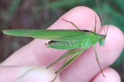 Phaneroptera falcata