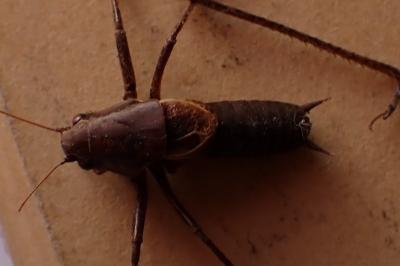 Pholidoptera griseoaptera