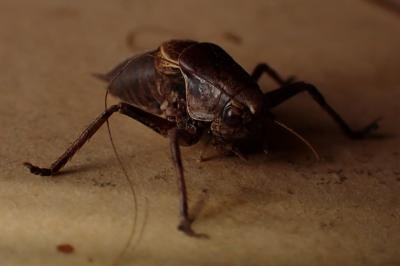 Pholidoptera griseoaptera