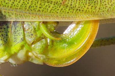 Phaneroptera falcata