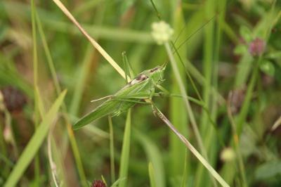 Tettigonia viridissima