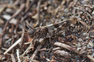 Oedipoda caerulescens