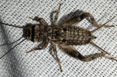 Eumodicogryllus bordigalensis
