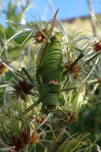 Uromenus rugosicollis