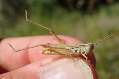 Euchorthippus elegantulus