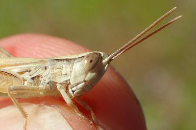 Euchorthippus elegantulus