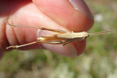 Euchorthippus elegantulus