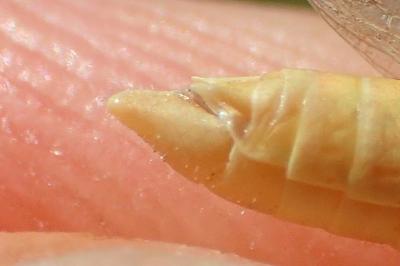 Euchorthippus elegantulus