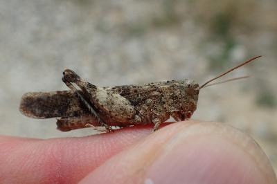 Oedipoda germanica germanica