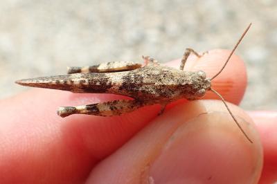 Oedipoda germanica germanica