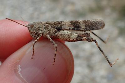 Oedipoda germanica germanica