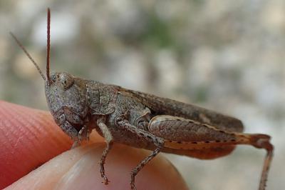 Gomphocerippus vagans vagans