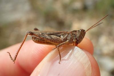 Gomphocerippus biguttulus biguttulus