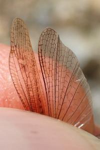 Gomphocerippus biguttulus biguttulus