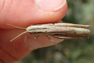 Euchorthippus declivus