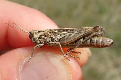 Gomphocerippus brunneus brunneus