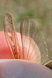 Gomphocerippus brunneus brunneus