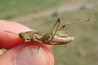 Chorthippus albomarginatus albomarginatus