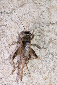 Eumodicogryllus bordigalensis bordigalensis
