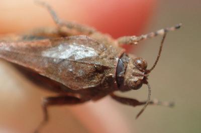 Tetrix depressa