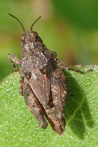 Tetrix depressa