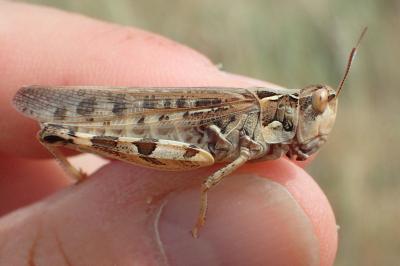 Dociostaurus maroccanus