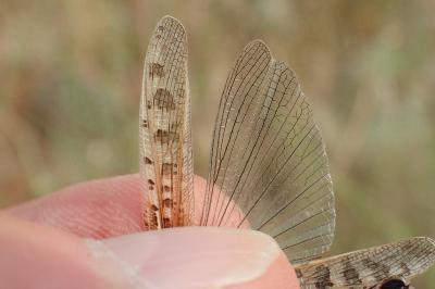 Dociostaurus maroccanus
