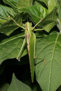 Tettigonia viridissima
