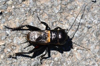 Gryllus campestris