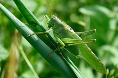 Tettigonia viridissima