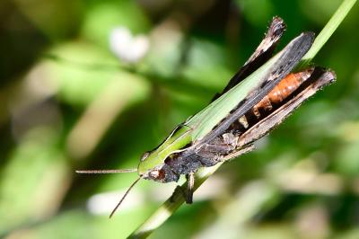 Omocestus rufipes
