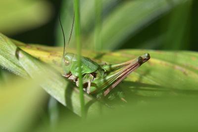 Decticus verrucivorus