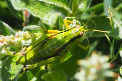 Miramella alpina