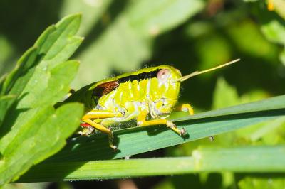 Miramella alpina