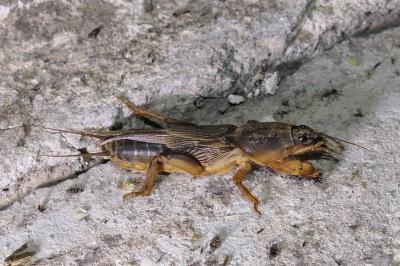 Gryllotalpa gryllotalpa