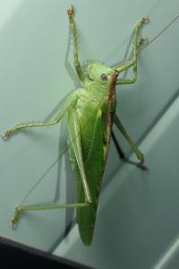 Tettigonia viridissima