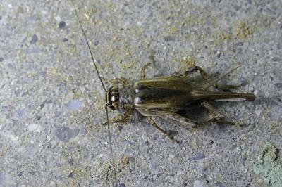 Eumodicogryllus bordigalensis bordigalensis