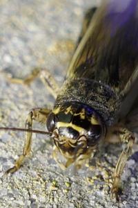 Eumodicogryllus bordigalensis bordigalensis